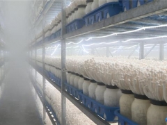 张掖甘州：深耕食用菌产业 助推经济高质量发展 ()