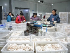 剑河食用菌产业布局“一盘棋”助经济发展 ()