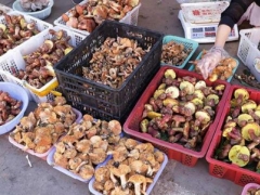 云南野生菌上市 价高难挡消费者尝鲜 ()