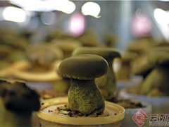 一朵黑牛肝菌背后的科技密码 ()