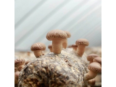灵宝昌盛供应优质香菇菌棒厂家批发