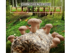 灵宝香菇菌棒厂 昌盛优质香菇菌棒厂家直销