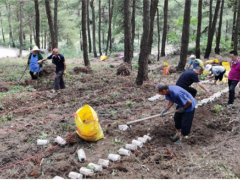 凯里市林下红托竹荪种植 助推乡村振兴 ()