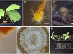 中科院昆明植物研究所在欧洲黑松露菌根际生理生态研究上取得新进展 ()