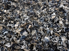 商洛柞水：全力推进木耳产业延链补链 ()