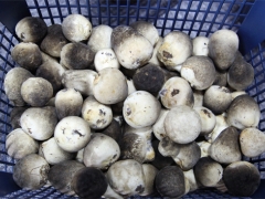 重庆巴南：高温食用菌草菇亩产达1000公斤 ()