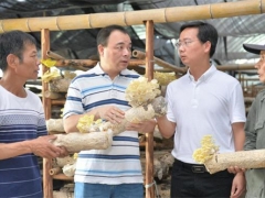 福建建瓯：合作社引领 食用菌开出“致富花” ()