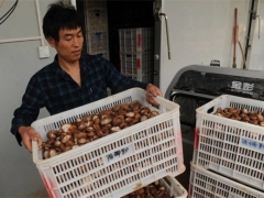 愁愁愁！4万斤香菇积压急销售