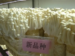 福建农林大学（古田）菌业研究院：持续示范推广新品种 助力食用菌产业提质增效 ()