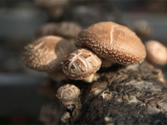 “随州香菇”——背后的三股力量支撑