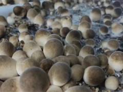 上海市农业科学院食用菌所栽培工程团队在草菇工厂化三次发酵技术上取得突破