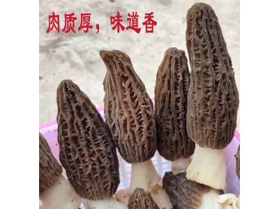 重庆2022年羊肚干货云南特产特级野生新鲜菌菇菌类菇汤料包非