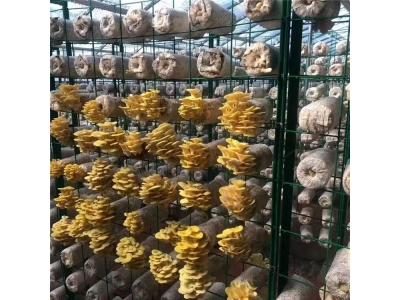 温室大棚蘑菇网架铁架子包塑菌菇架子