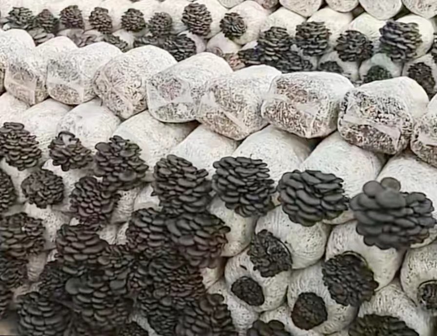 平菇菌种,平菇菌棒,蘑菇菌种,蘑菇菌包,菌种厂,原种,栽培种