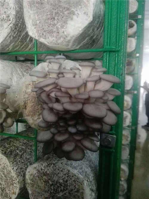 食用菌网格架