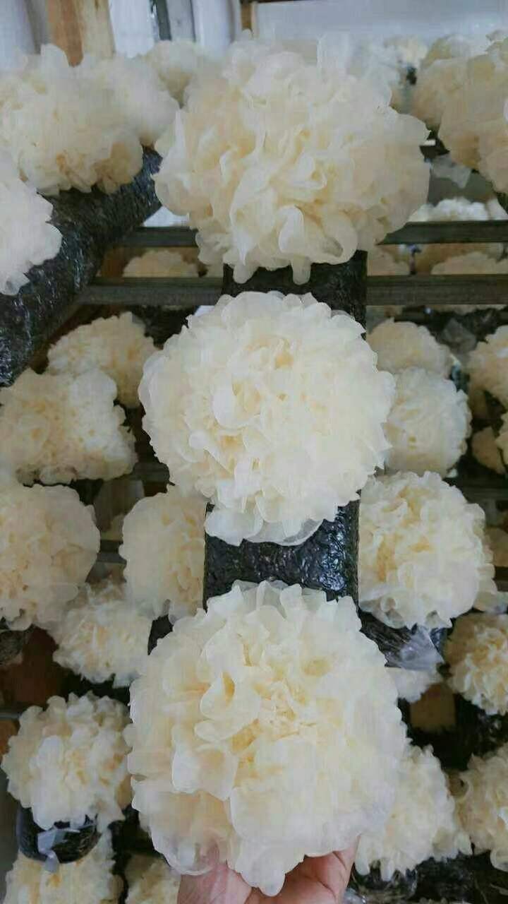 干银耳雪菲宠耳健康养生之选延年益寿之品