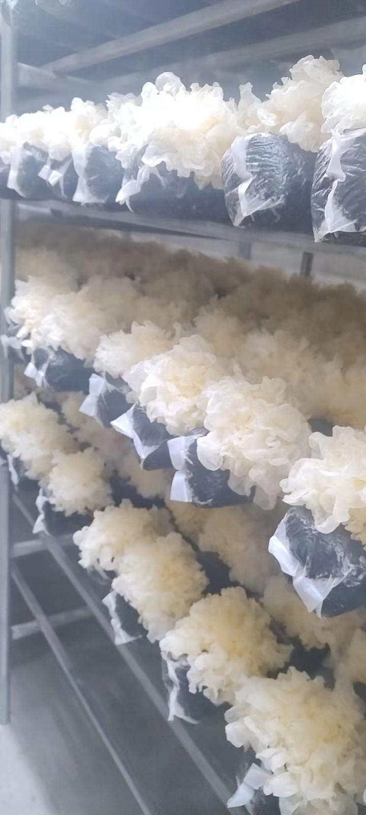 河北沧州雪菲宠耳银耳健康养生之选延年益寿之品