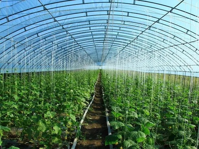大棚预算定做各种保温大棚