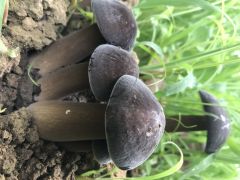 江苏大学生团队在黑皮鸡枞菌培植领域的新突破