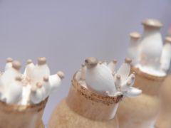 淮安清江浦:“菇”往“金”来 杏鲍菇飘香产业路
