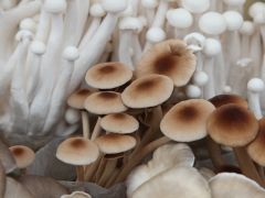 云南迪庆：“一朵菌”长成绿色富民产业