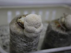云南南华:小菌菇“长”成大产业