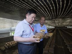 聚焦桑黄产业发展大会丨李玉院士：让临清桑黄走向世界