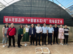 总社昆明食用菌研究所成功选育出云南首个皱木耳新品种