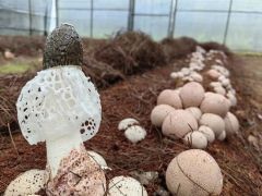 云南首个红托竹荪新品种“中菌竹荪1号”通过专家组鉴定