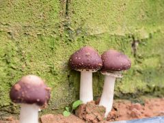 甘肃西峰区一食用菌基地自主研发液体菌种实现首次接种