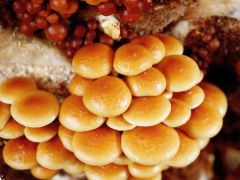 滑子蘑活性成分及其生物功能的研究进展