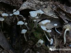 小白鸡油菌：“白色小精灵”首次现身海南