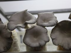 平菇秋季生产管理技术
