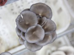 棉秆屑栽培平（姬）菇