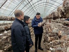 边银丙教授团队来远安科技服务,县食用菌产业发展座谈会召开