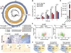 中国科学院微生物所尹文兵研究团队揭示RNA结合蛋白复合体转录后调控真菌次级代谢的新机制