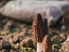 ?蘑菇的种植方法