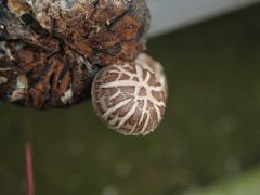 香菇立体层架栽培技术