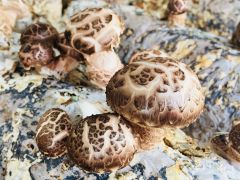 香菇高产栽培技术要点