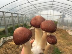 赤松茸种植技术