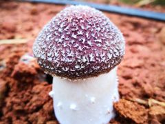 赤松茸发展前景及栽培要点