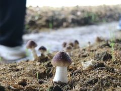 水稻秸秆栽培大球盖菇技术指南