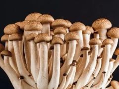 白真姬菇怎么栽培?白真姬菇品种特征及技术要点