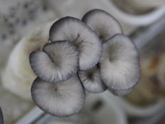 农村科技：利用沼渣栽培蘑菇技术