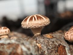 冬季香菇管理和产品加工技术要点