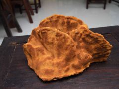 桑黄人工栽培及管理