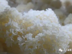 掌握这招珍稀菌绣球菇栽培技术一学就会