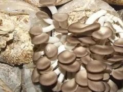 这份秀珍菇的栽培技术可实现高产