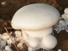 白灵菇菌棒二次利用覆土出菇技术