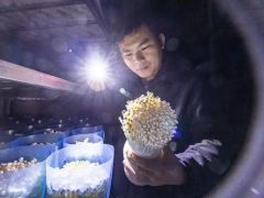 石狮首个智能化种植食用菌项目投用 日产金针菇10万瓶